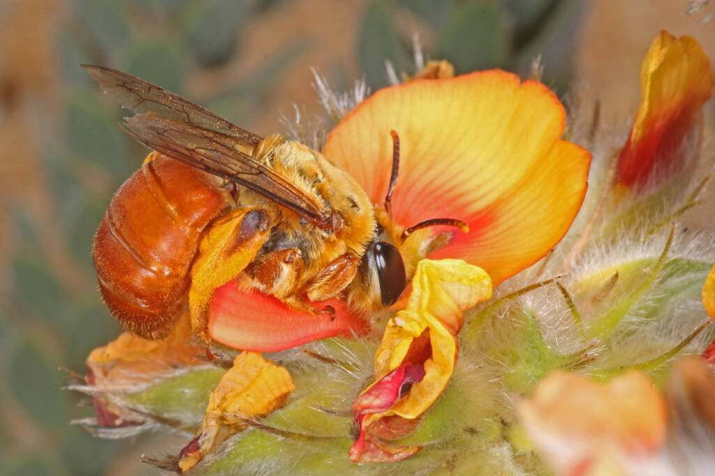 Trichocolletes (Callocolletes) pulcherrimus on Urodon dasyphylla, Coolgardie, WA © Marc Newman