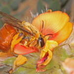 Trichocolletes (Callocolletes) pulcherrimus on Urodon dasyphylla, Coolgardie, WA © Marc Newman