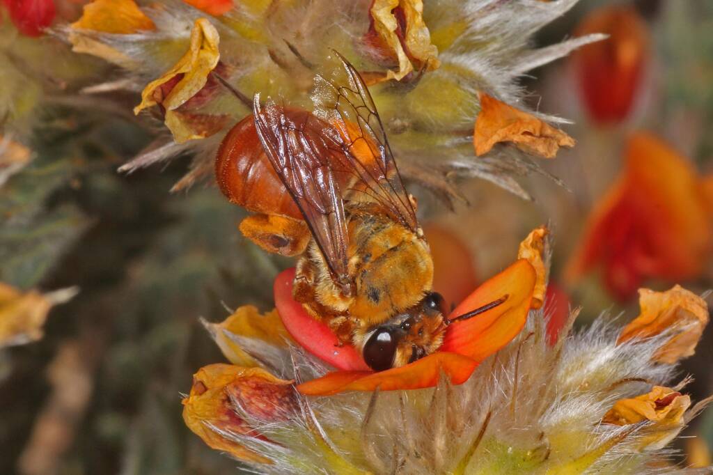 Trichocolletes (Callocolletes) pulcherrimus on Urodon dasyphylla, Coolgardie, WA © Marc Newman