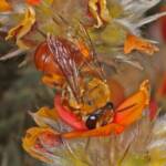 Trichocolletes (Callocolletes) pulcherrimus on Urodon dasyphylla, Coolgardie, WA © Marc Newman