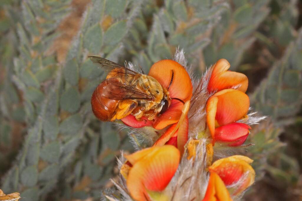 Trichocolletes (Callocolletes) pulcherrimus on Urodon dasyphylla, Coolgardie, WA © Marc Newman