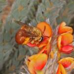 Trichocolletes (Callocolletes) pulcherrimus on Urodon dasyphylla, Coolgardie, WA © Marc Newman