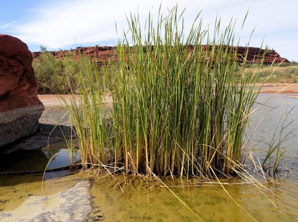 Typha domingensis (Common reed), Palm Valley, Finke Gorge National Park