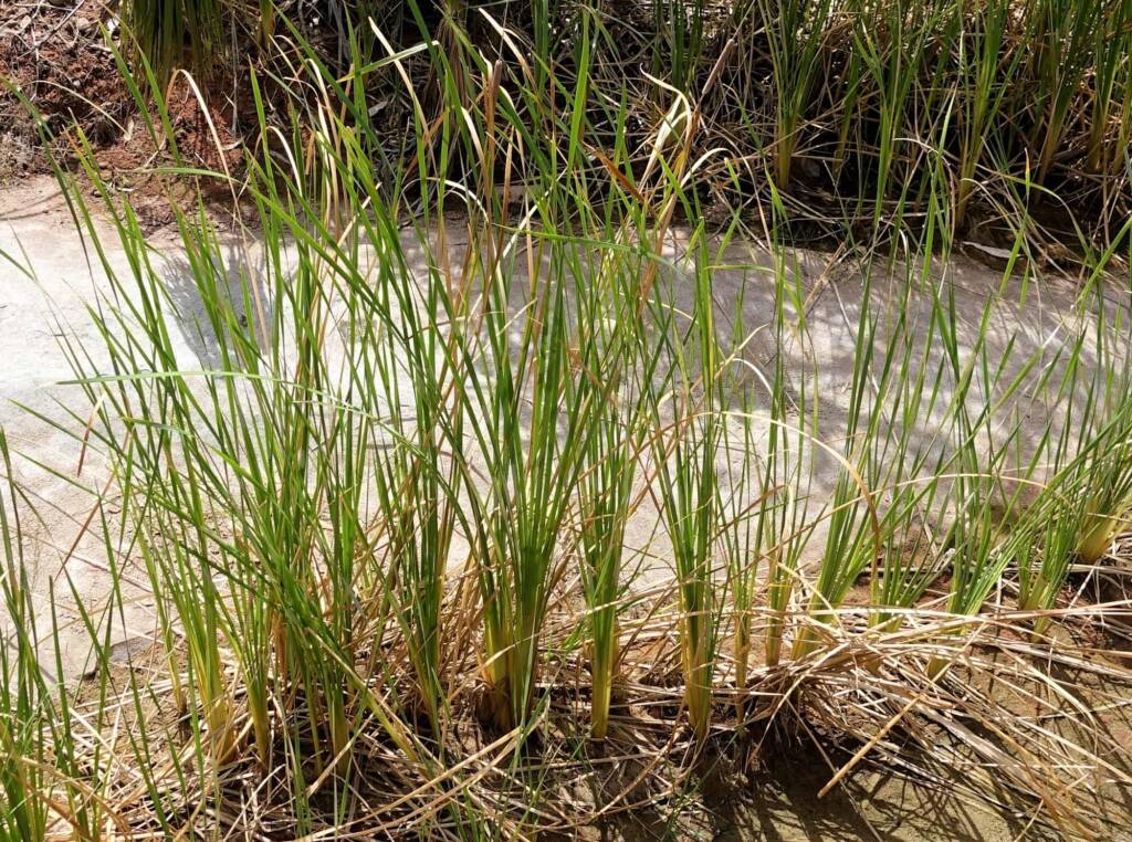 Typha domingensis (Common reed), Palm Valley, Finke Gorge National Park