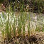 Typha domingensis (Common reed), Palm Valley, Finke Gorge National Park