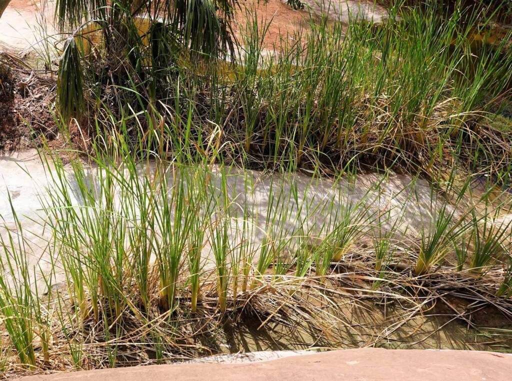 Typha domingensis (Common reed), Palm Valley, Finke Gorge National Park