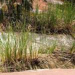Typha domingensis (Common reed), Palm Valley, Finke Gorge National Park