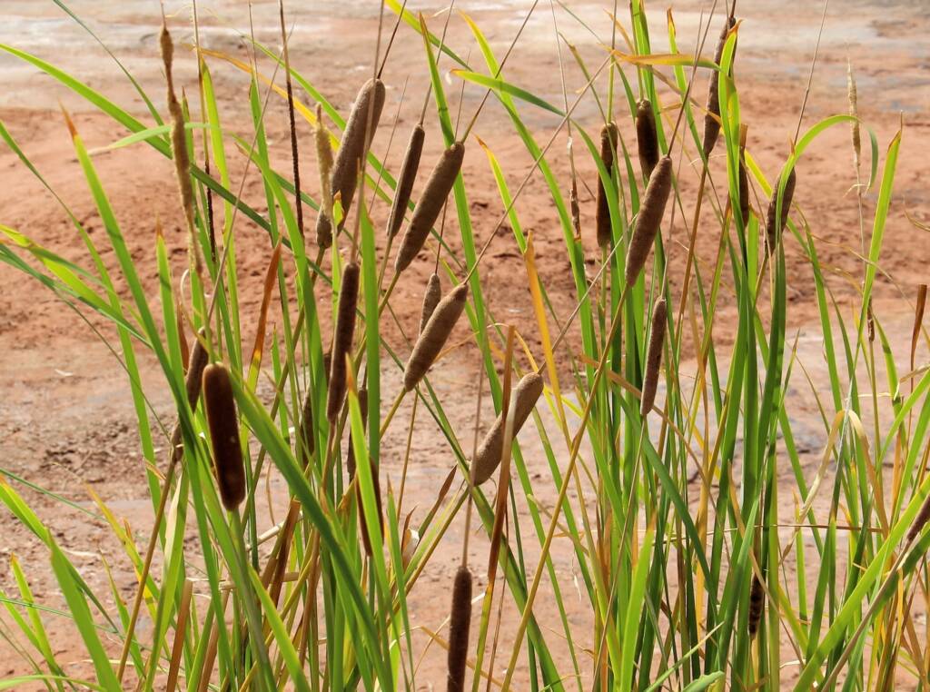 Typha domingensis (Common reed), Palm Valley, Finke Gorge National Park
