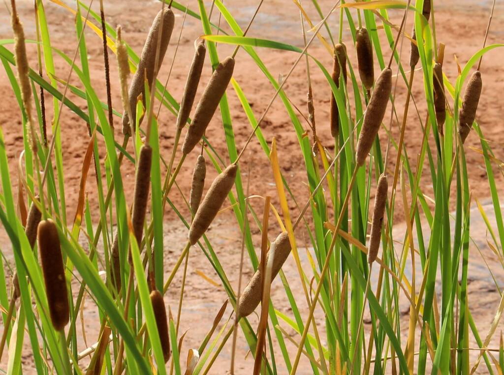 Typha domingensis (Common reed), Palm Valley, Finke Gorge National Park