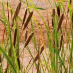 Typha domingensis (Common reed), Palm Valley, Finke Gorge National Park