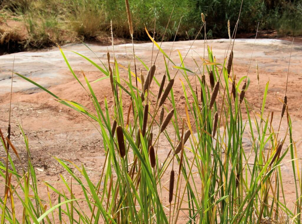 Typha domingensis (Common reed), Palm Valley, Finke Gorge National Park