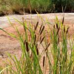 Typha domingensis (Common reed), Palm Valley, Finke Gorge National Park