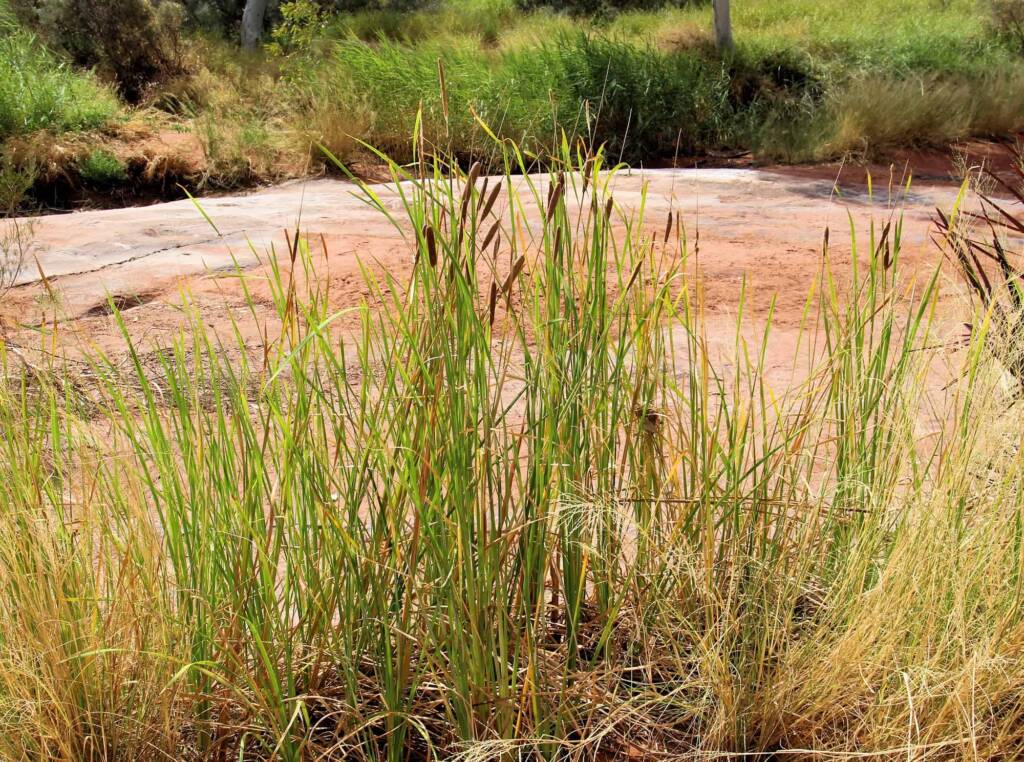 Typha domingensis (Common reed), Palm Valley, Finke Gorge National Park