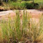 Typha domingensis (Common reed), Palm Valley, Finke Gorge National Park