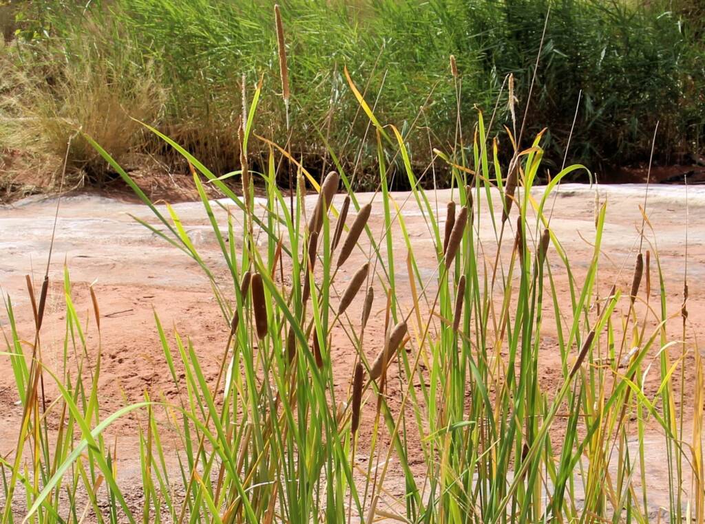Typha domingensis (Common reed), Palm Valley, Finke Gorge National Park