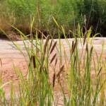 Typha domingensis (Common reed), Palm Valley, Finke Gorge National Park