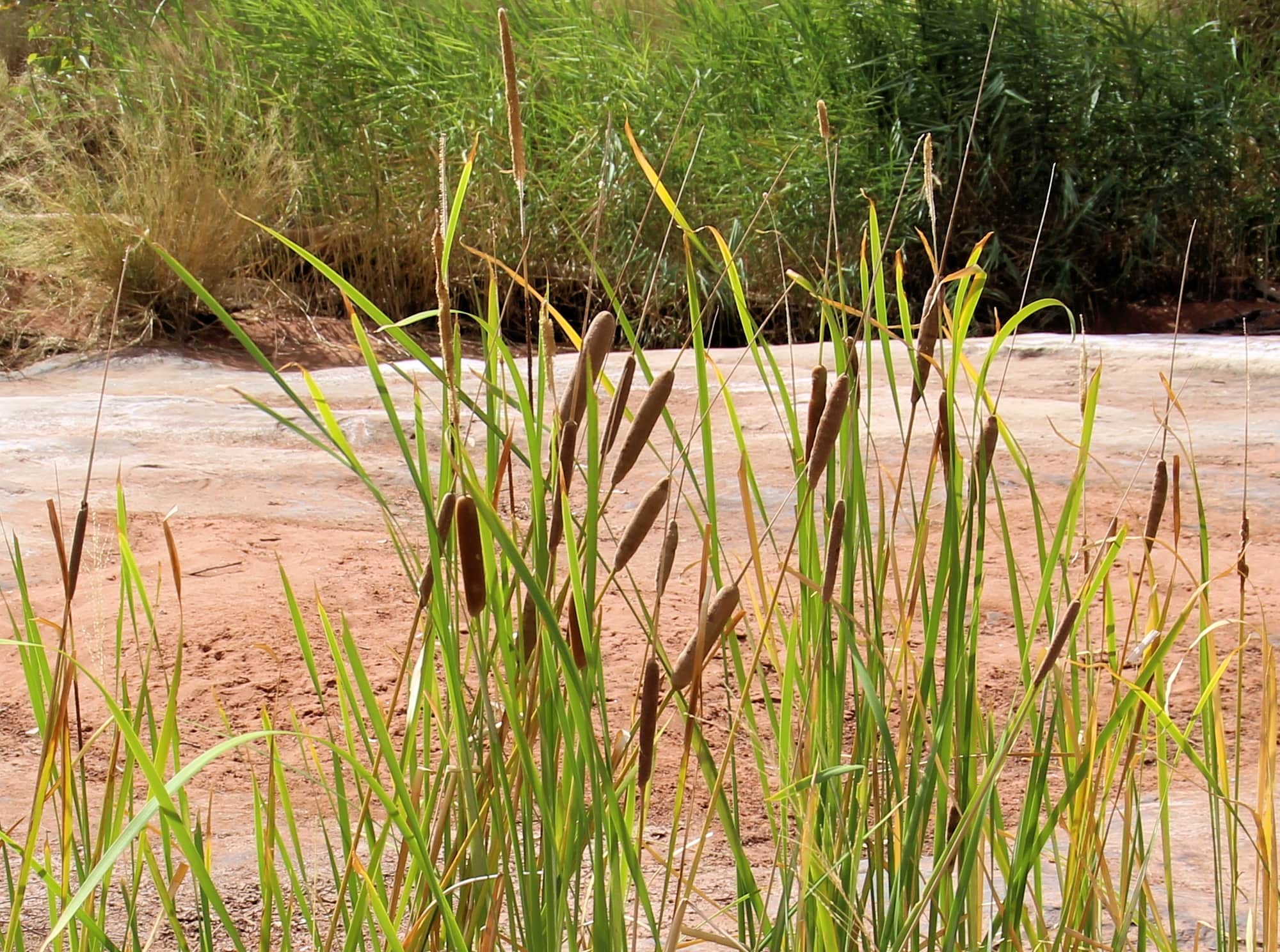 Typha domingensis (Common reed), Palm Valley, Finke Gorge National Park