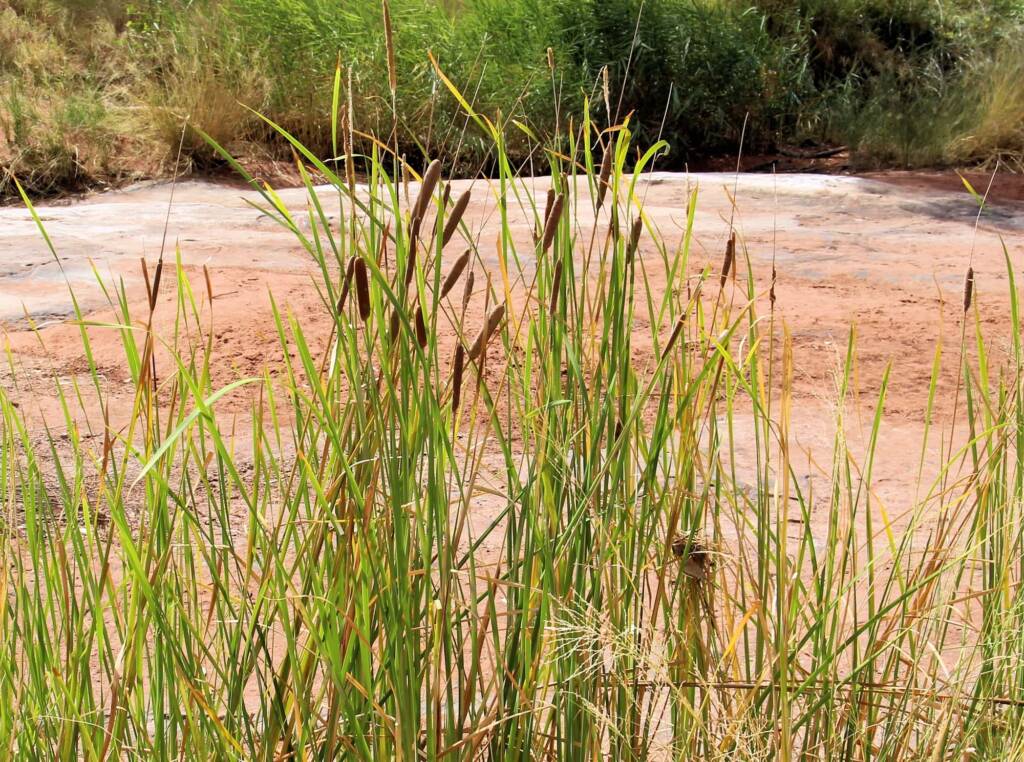 Typha domingensis (Common reed), Palm Valley, Finke Gorge National Park