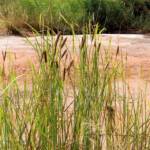 Typha domingensis (Common reed), Palm Valley, Finke Gorge National Park