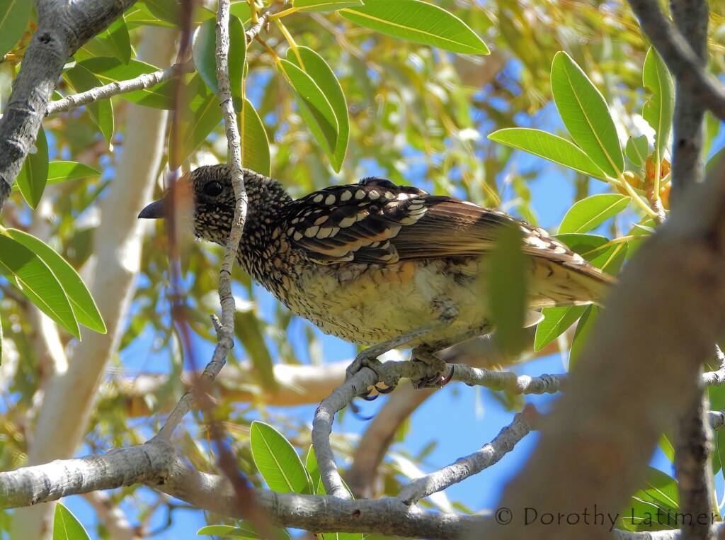 Western Bowerbird (Chlamydera guttata), Palm Valley © Dorothy Latimer