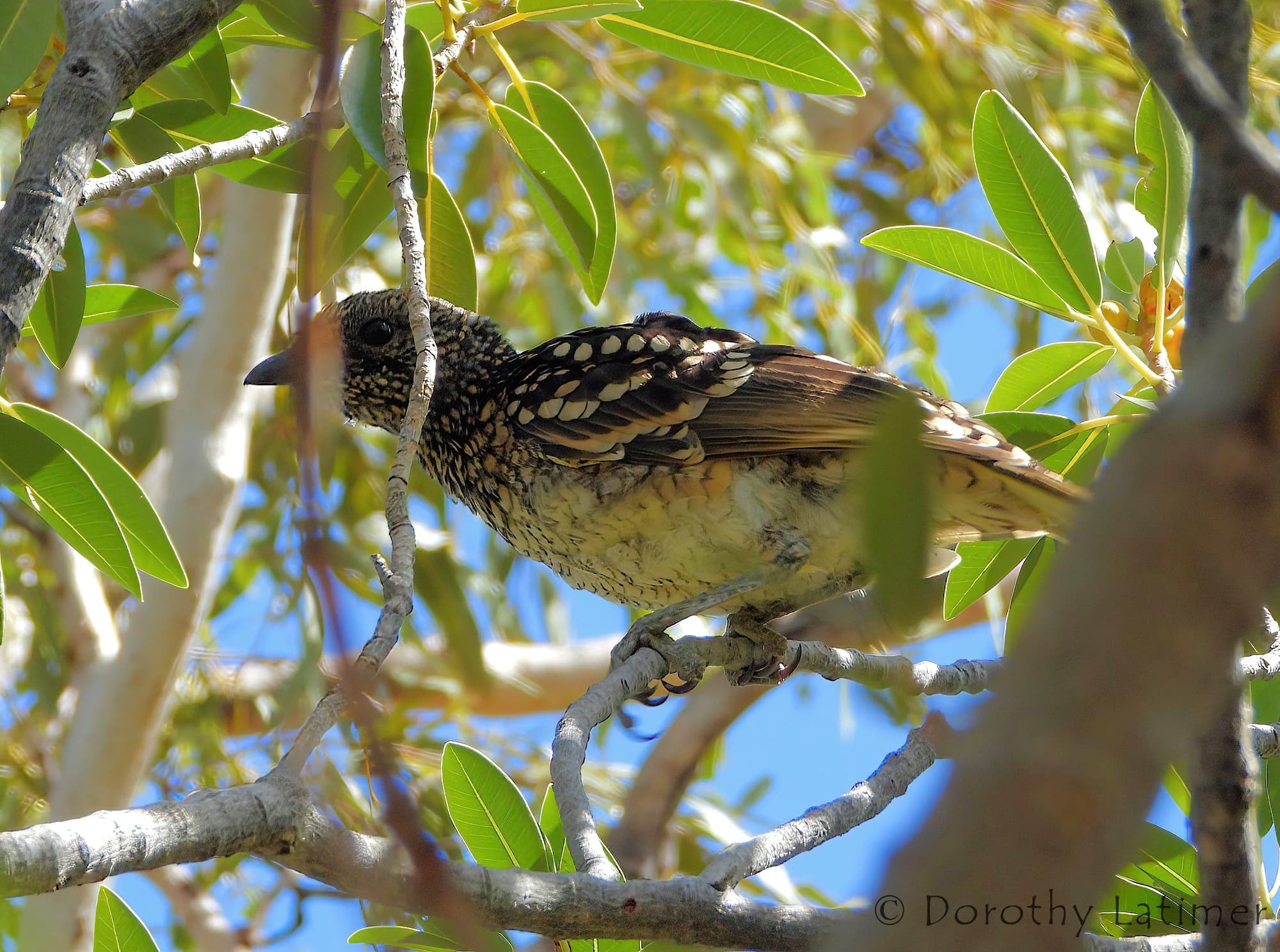 Western Bowerbird (Chlamydera guttata), Palm Valley © Dorothy Latimer