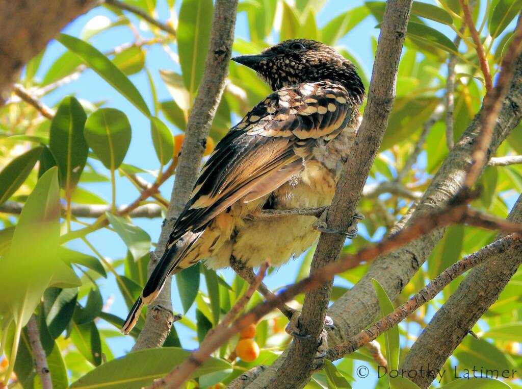 Western Bowerbird (Chlamydera guttata), Palm Valley © Dorothy Latimer