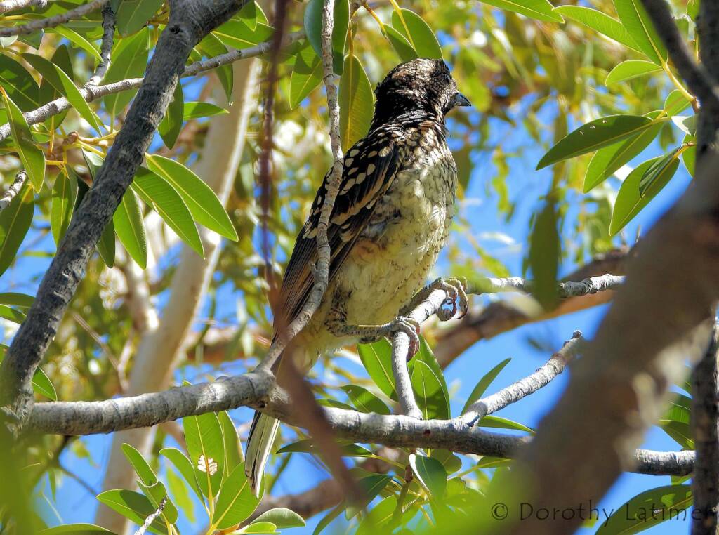 Western Bowerbird (Chlamydera guttata), Palm Valley © Dorothy Latimer