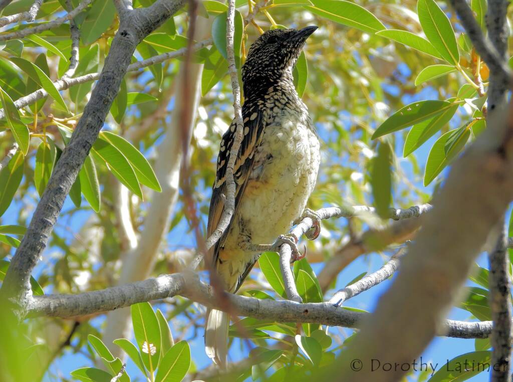 Western Bowerbird (Chlamydera guttata), Palm Valley © Dorothy Latimer