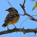 Western Bowerbird (Chlamydera guttata), Palm Valley © Dorothy Latimer