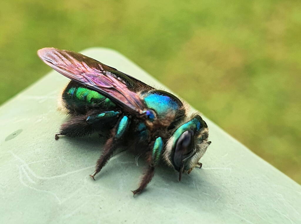 Female Xylocopa bombylans, Carbrook QLD © Jamie Braithwaite