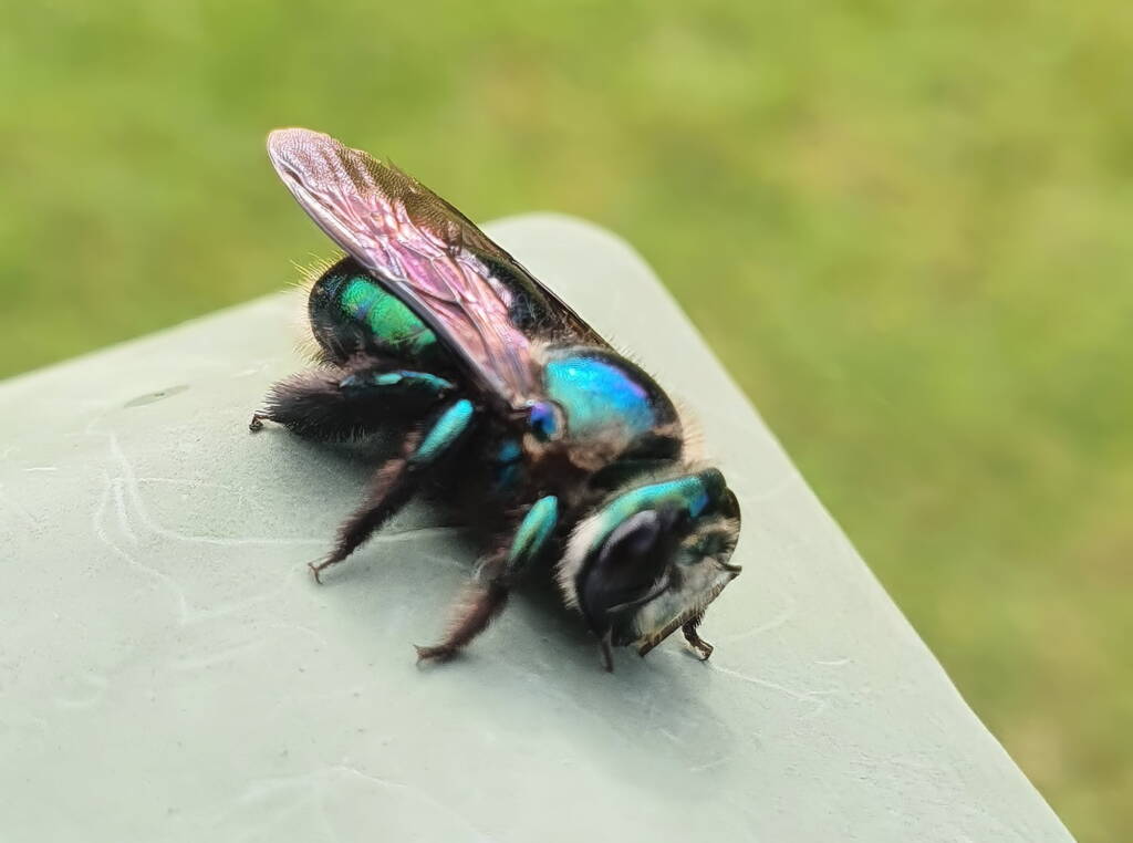 Female Xylocopa bombylans, Carbrook QLD © Jamie Braithwaite