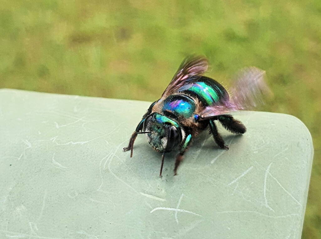 Female Xylocopa bombylans, Carbrook QLD © Jamie Braithwaite
