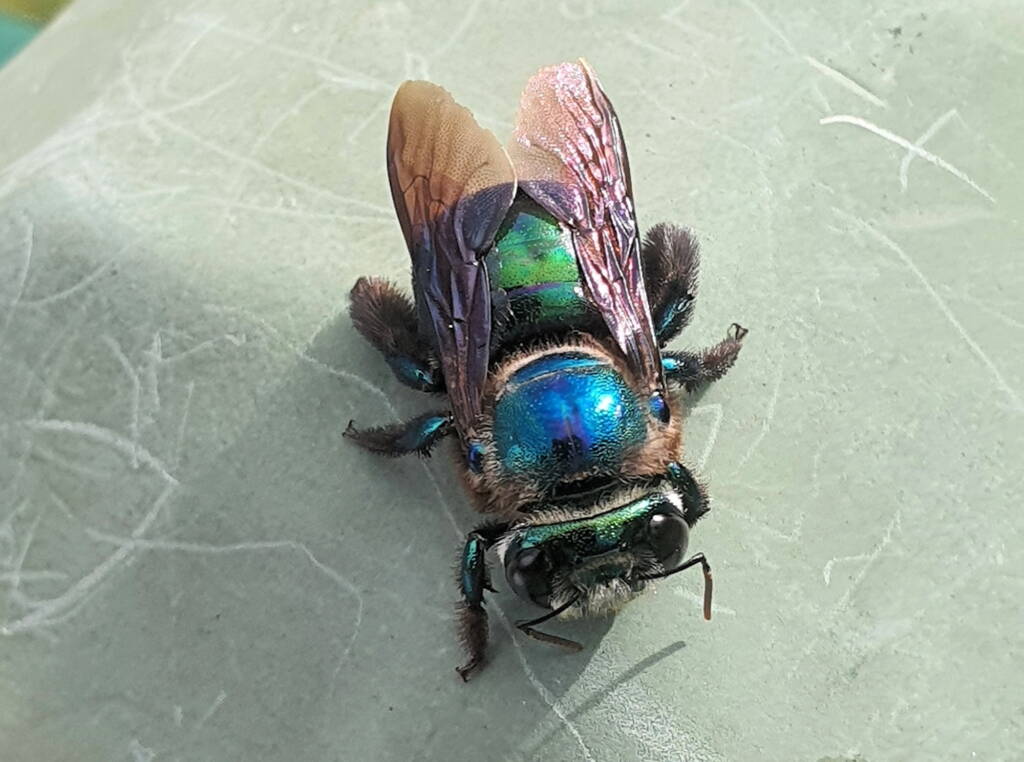 Female Xylocopa bombylans, Carbrook QLD © Jamie Braithwaite