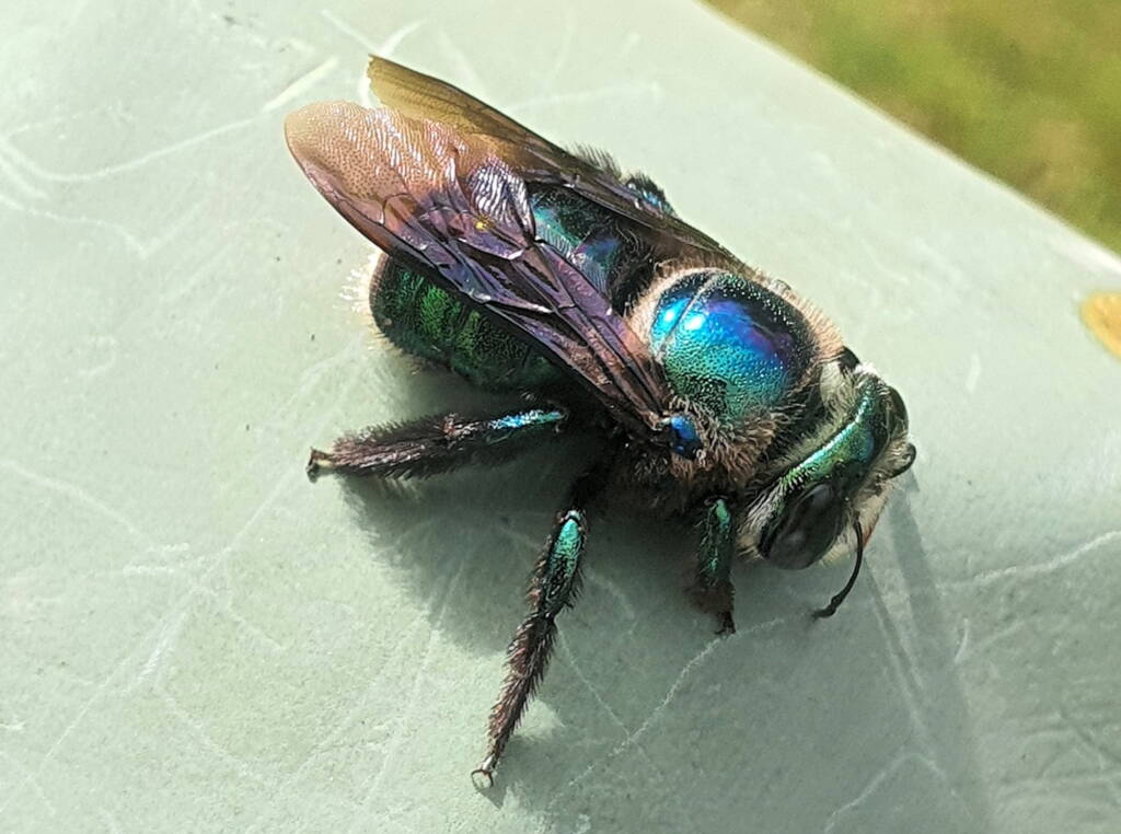 Female Xylocopa bombylans, Carbrook QLD © Jamie Braithwaite