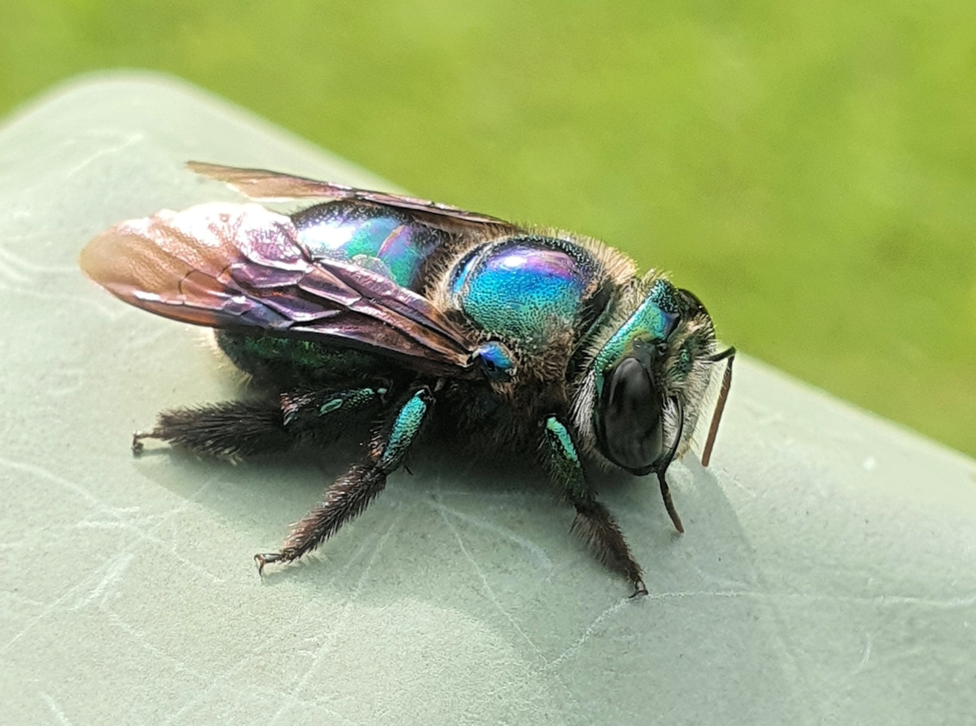 Female Xylocopa bombylans, Carbrook QLD © Jamie Braithwaite