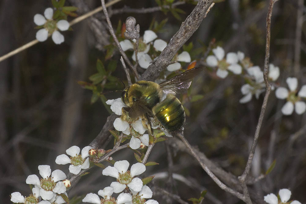 Xylocopa (Lestis) aeratus male © Marc Newman