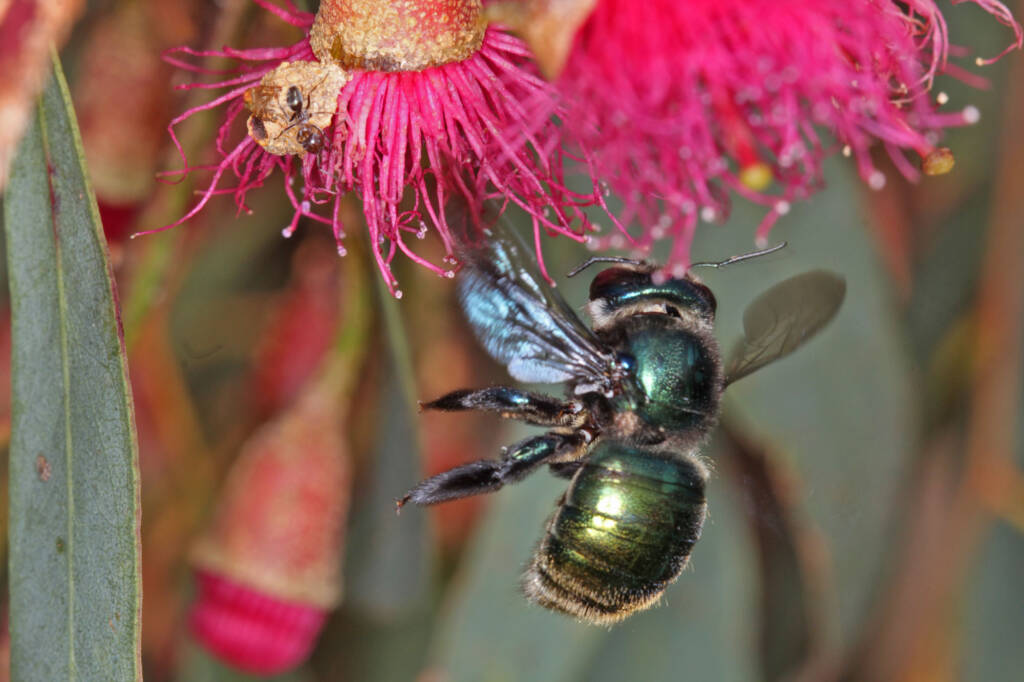 Xylocopa (Lestis) aeratus in flight at Eucalyptus leucoxylon © Marc Newman