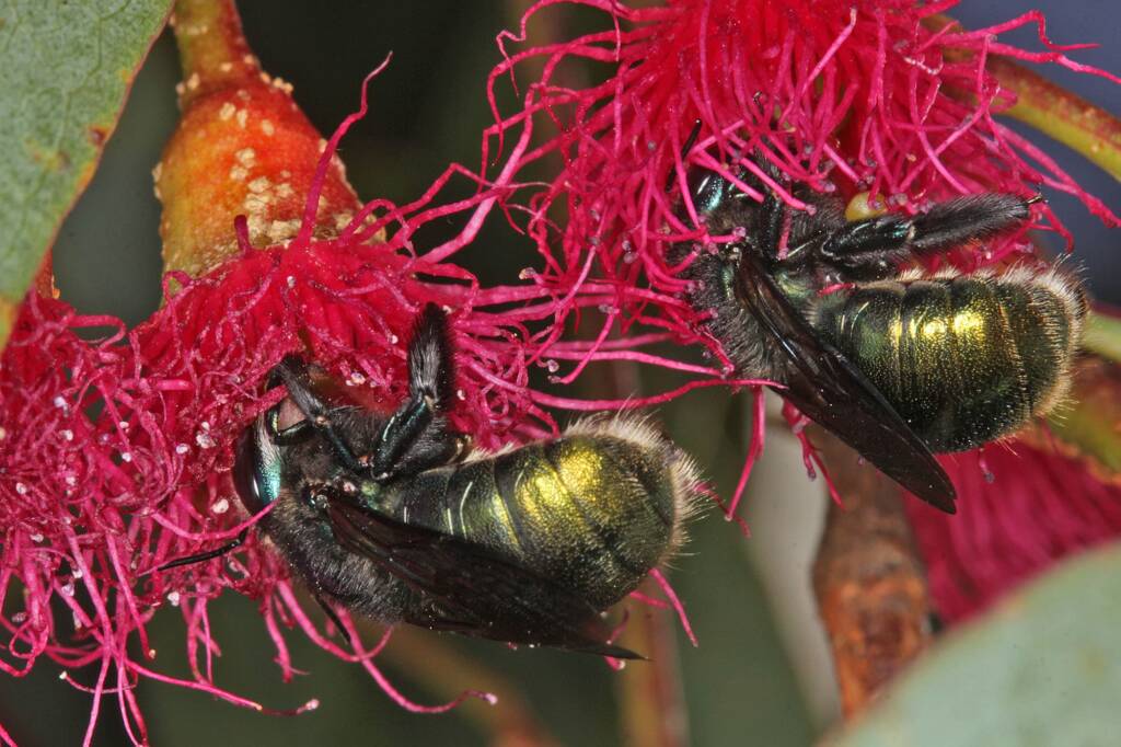 Xylocopa (Lestis) aeratus feeding on the nectar of Eucalyptus leucoxylon © Marc Newman