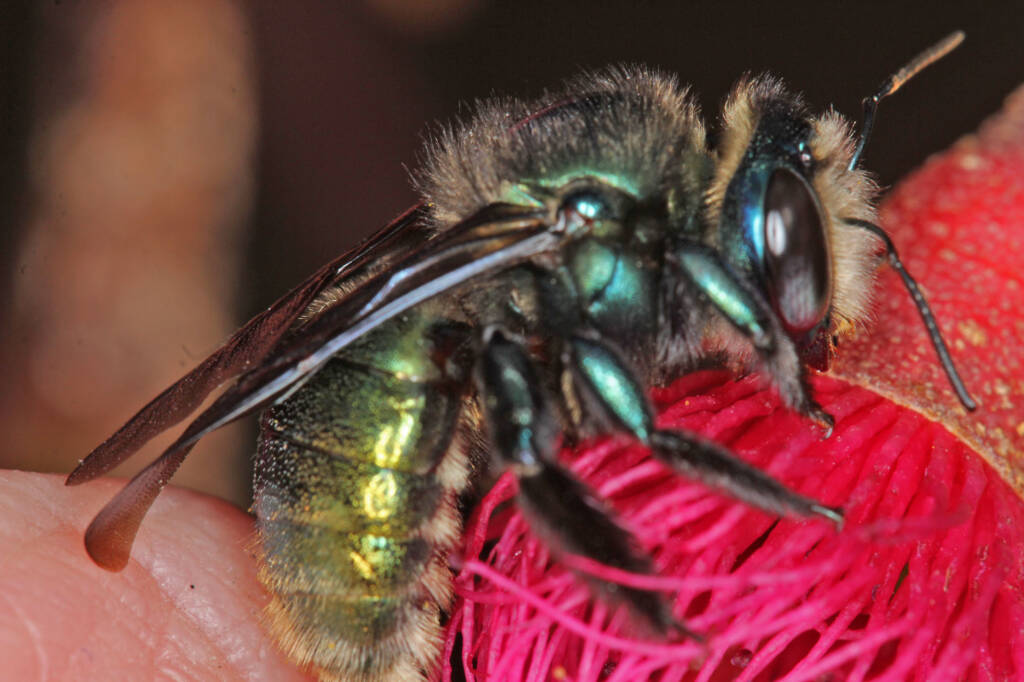 Xylocopa (Lestis) aeratus, Ballandean, QLD © Marc Newman