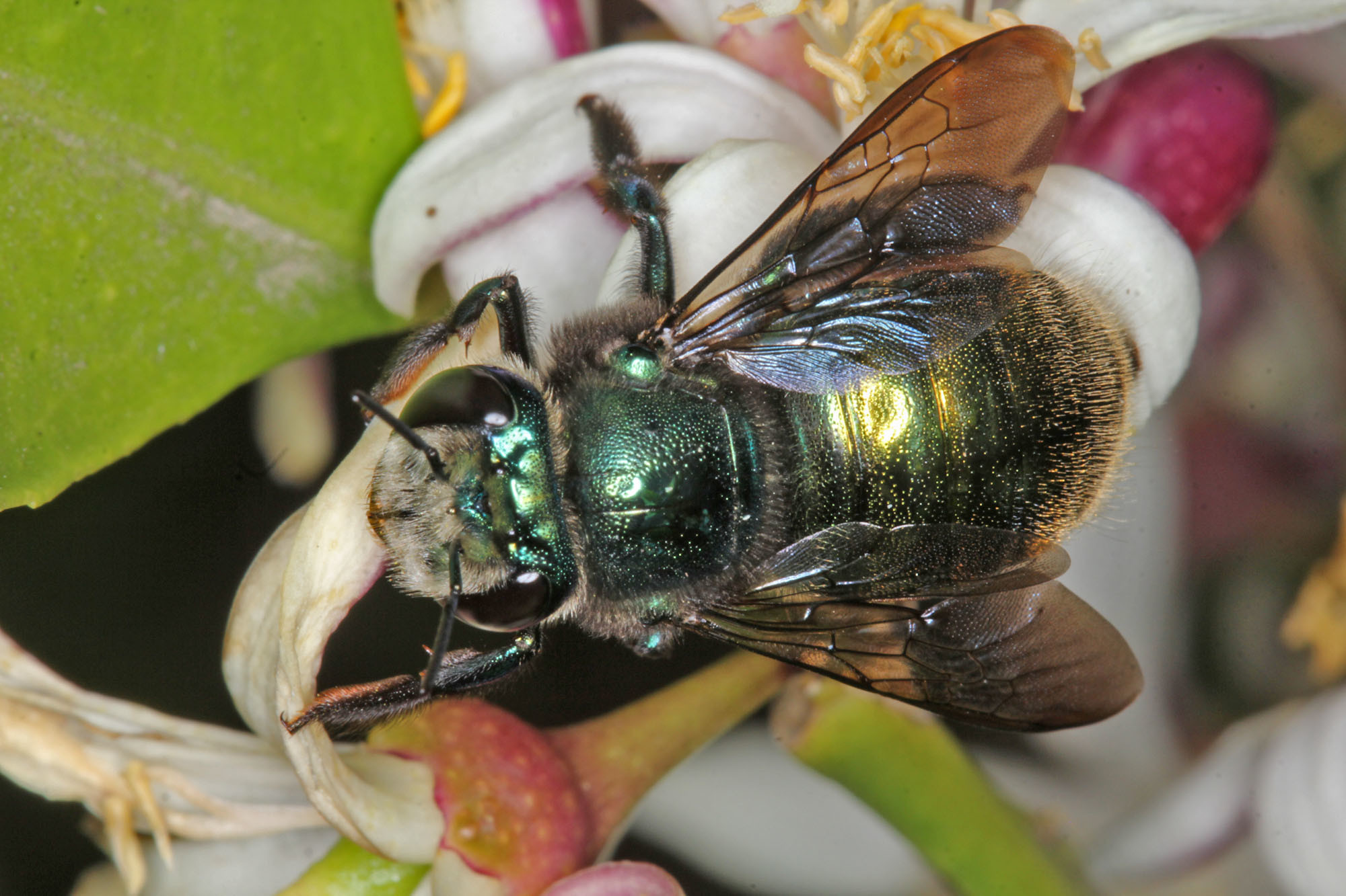 Xylocopa (Lestis) aeratus on lemon flower - Ballandean, QLD © Marc Newman