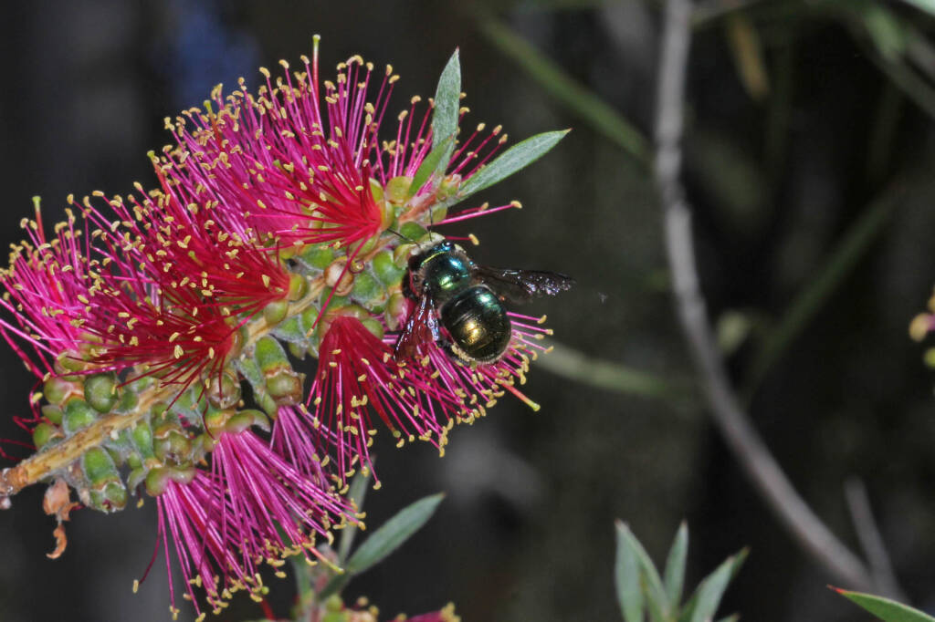 Xylocopa (Lestis) aeratus feeding on the nectar of Callistemon © Marc Newman