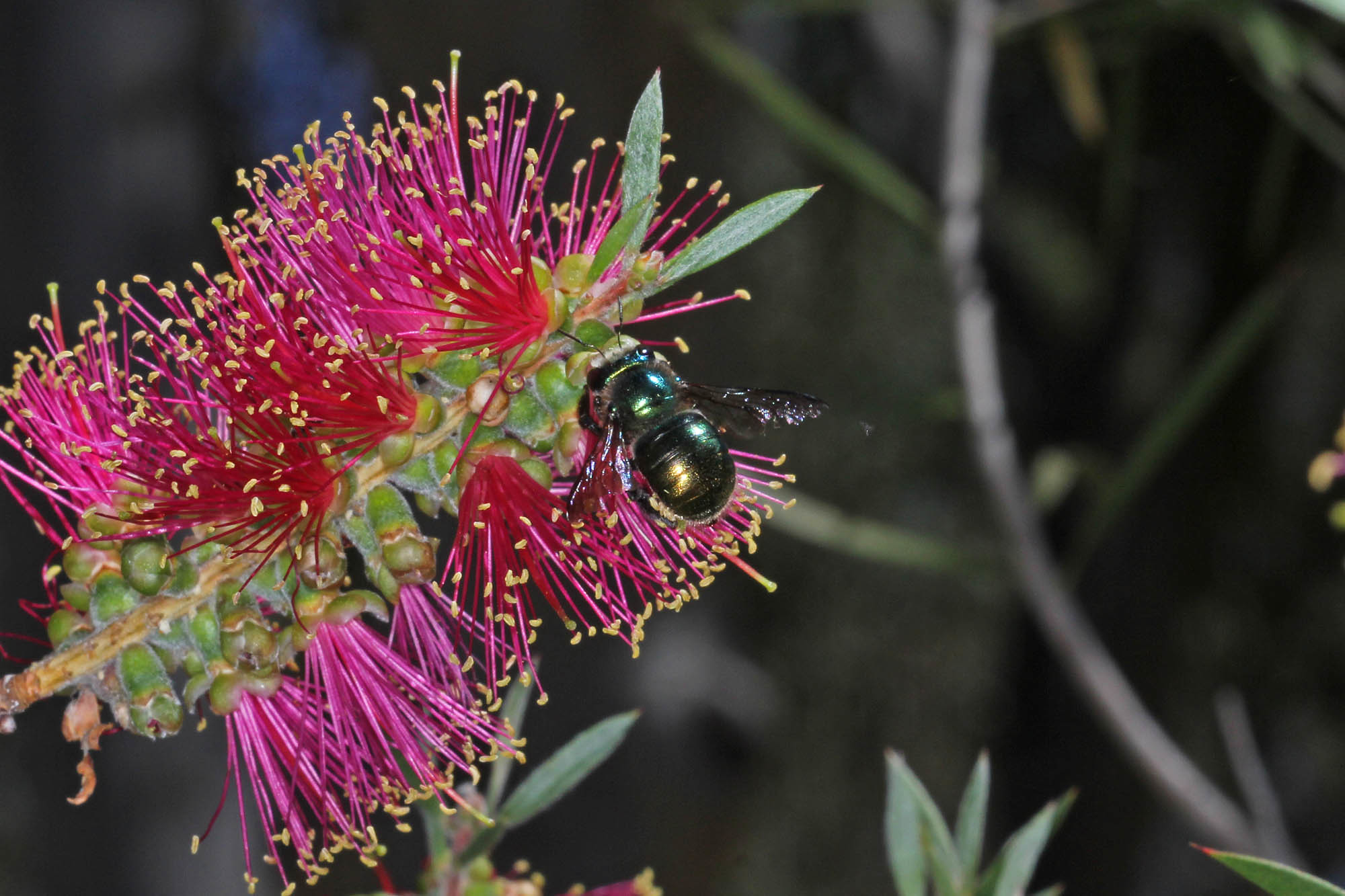 Xylocopa (Lestis) aeratus feeding on the nectar of Callistemon © Marc Newman