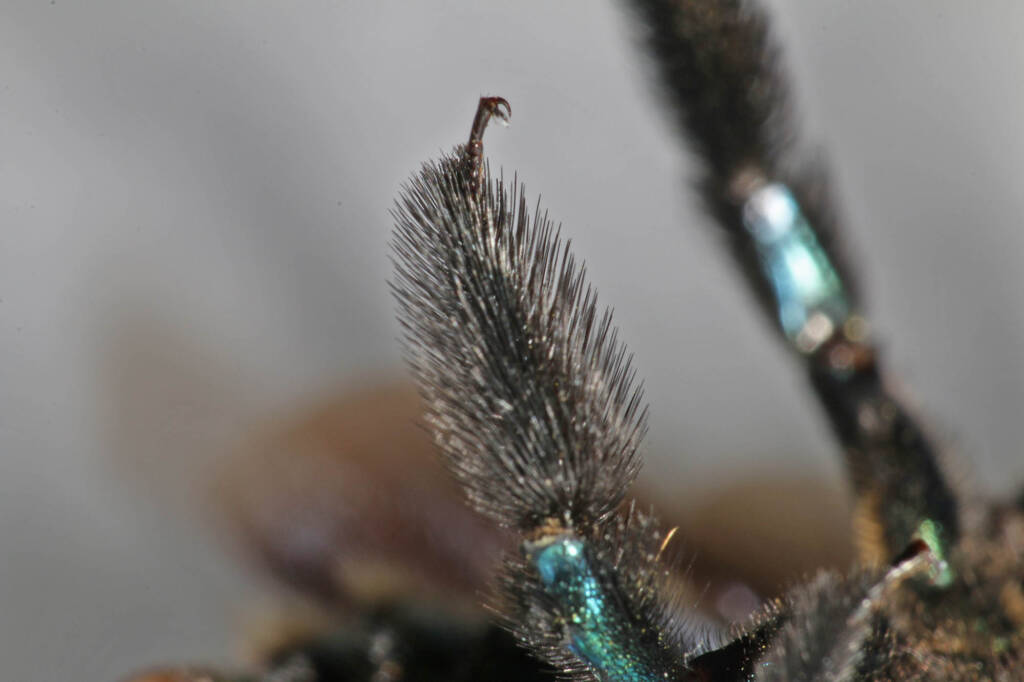 Xylocopa (Lestis) aeratus - deceased © Marc Newman