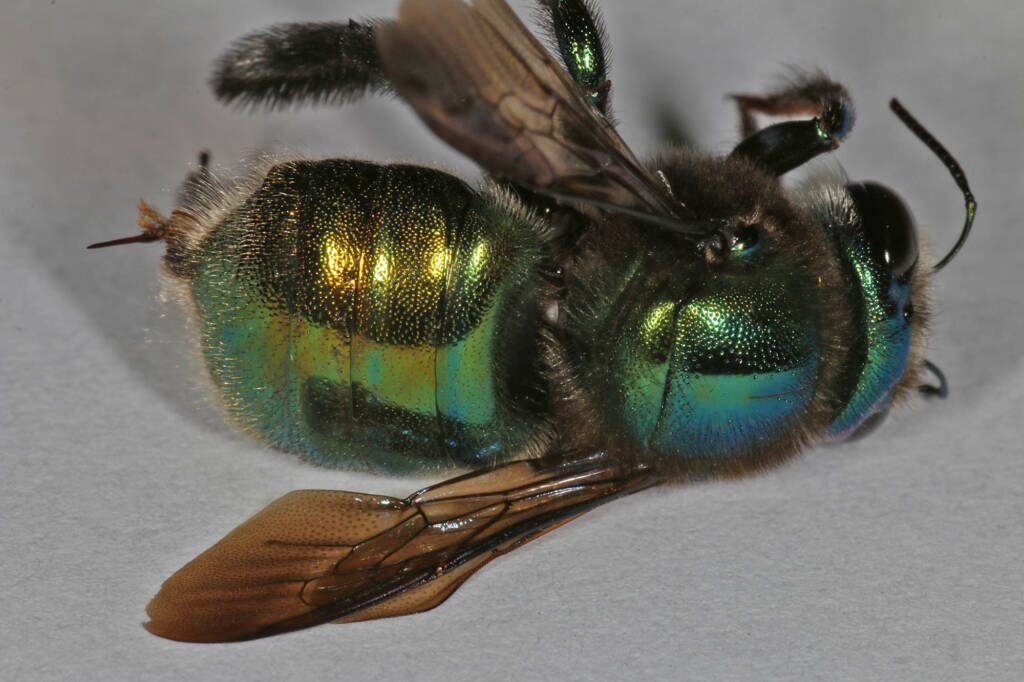 Xylocopa (Lestis) aeratus - deceased © Marc Newman