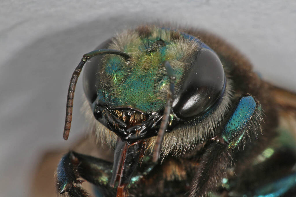 Xylocopa (Lestis) aeratus - deceased © Marc Newman