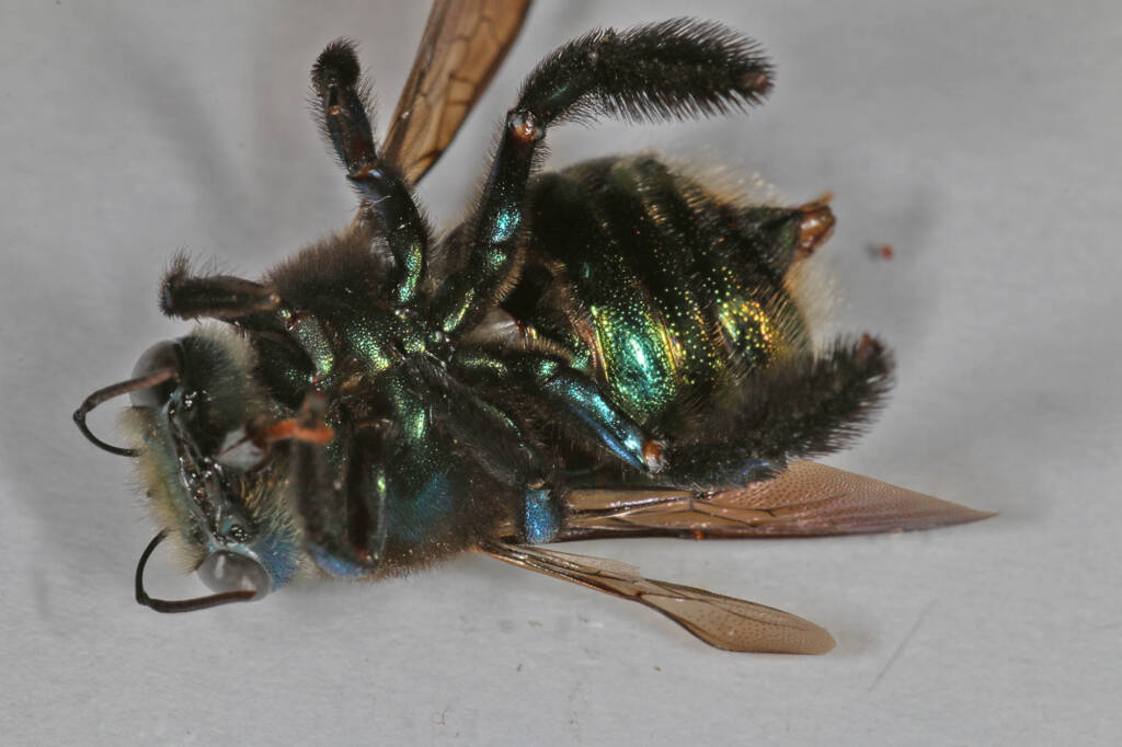 Xylocopa (Lestis) aeratus - deceased © Marc Newman