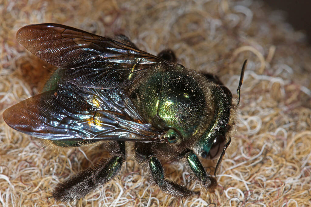 Miserable cold weather for Mrs Carpenter - Bee Xylocopa (Lestis) aeratus © Marc Newman
