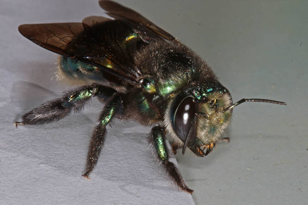 Miserable cold weather for Mrs Carpenter - Bee Xylocopa (Lestis) aeratus © Marc Newman