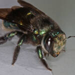 Miserable cold weather for Mrs Carpenter - Bee Xylocopa (Lestis) aeratus © Marc Newman