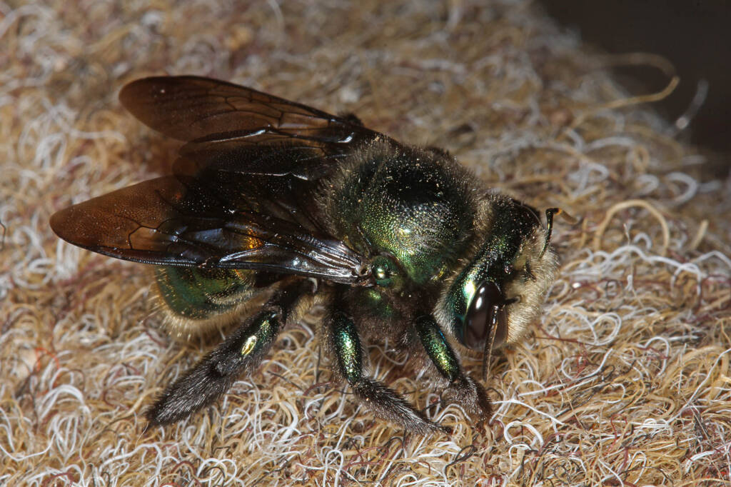 Miserable cold weather for Mrs Carpenter - Bee Xylocopa (Lestis) aeratus © Marc Newman